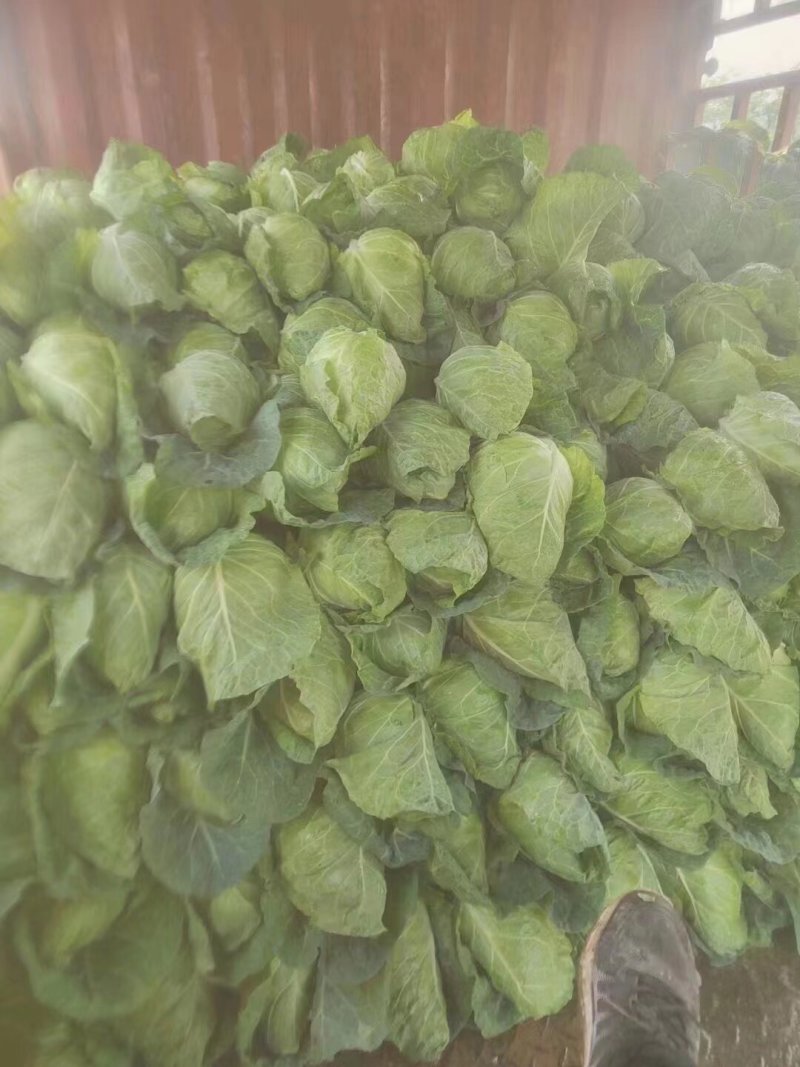 牛心甘蓝种子春甘108尖顶包菜耐寒耐抽苔越冬春秋甘蓝种籽
