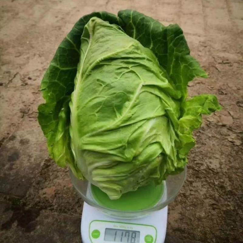 牛心甘蓝种子春甘108尖顶包菜耐寒耐抽苔越冬春秋甘蓝种籽