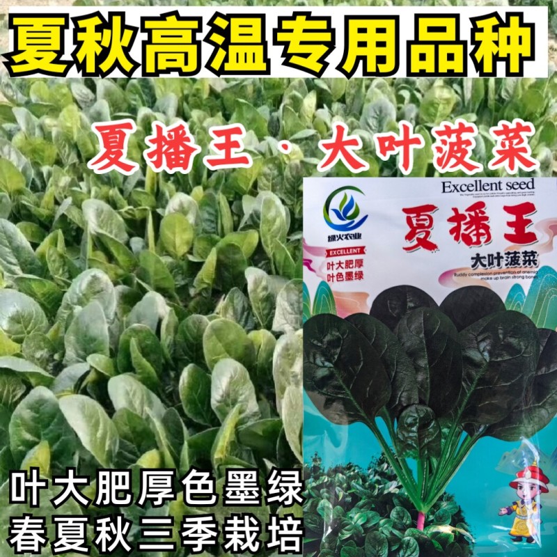 夏播王菠菜种子耐热越夏抗高温春秋大叶抗病菠菜阳台蔬菜种子