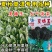 夏播王菠菜种子耐热越夏抗高温春秋大叶抗病菠菜阳台蔬菜种子