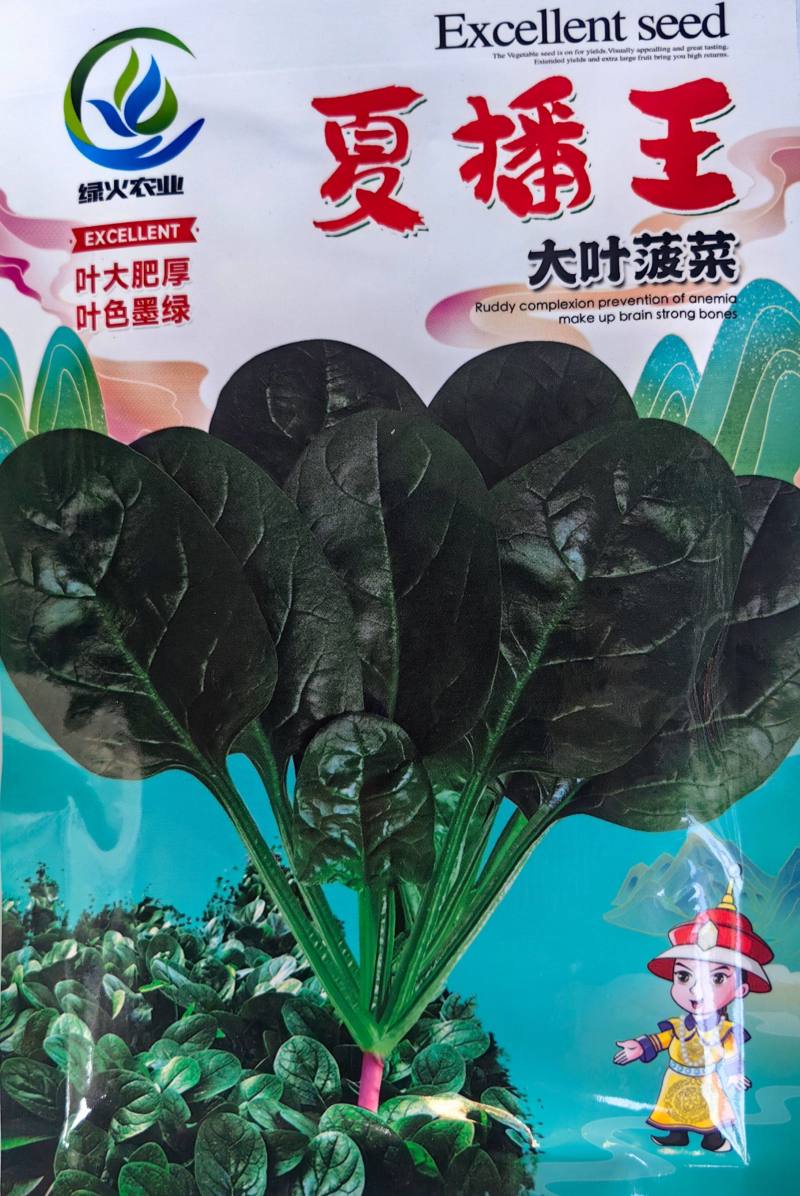 夏播王菠菜种子耐热越夏抗高温春秋大叶抗病菠菜阳台蔬菜种子
