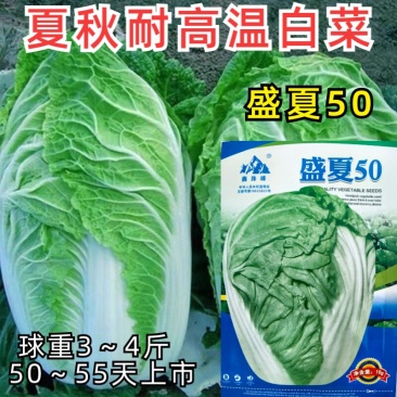 盛夏50夏阳大白菜种子夏播早熟抗热耐高温夏季白菜种籽