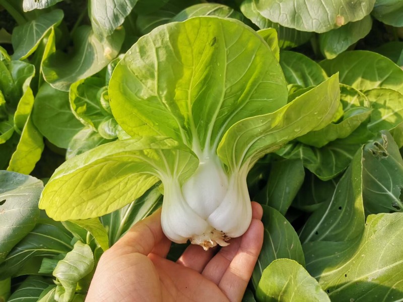 矮冠1号矮脚黄种子杂交白梗耐寒耐热寒小白菜奶白菜青菜种子