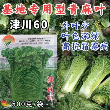 津川60麻叶青种子直筒甜脆白菜青口白秋季绿帮大白菜种籽