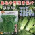 津川60麻叶青种子直筒甜脆白菜青口白秋季绿帮大白菜种籽