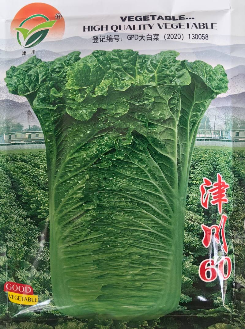 津川60麻叶青种子直筒甜脆白菜青口白秋季绿帮大白菜种籽