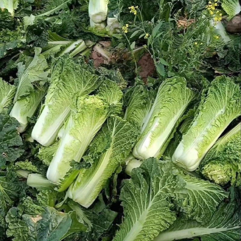 津川60麻叶青种子直筒甜脆白菜青口白秋季绿帮大白菜种籽