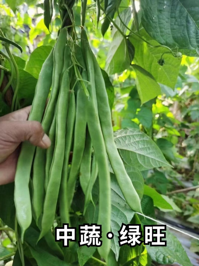 绿旺扁豆种子三扁扁豆青绿架芸豆春秋抗病高产豆角蔬菜种籽孑