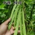 绿旺扁豆种子三扁扁豆青绿架芸豆春秋抗病高产豆角蔬菜种籽孑