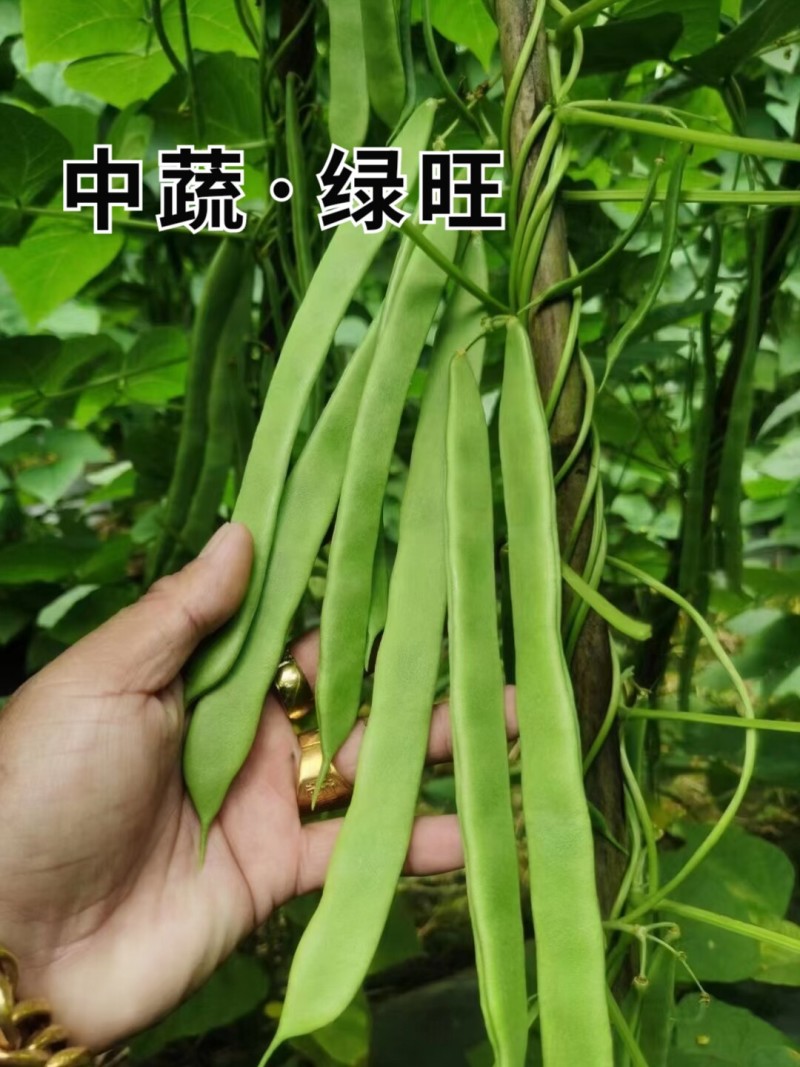 绿旺扁豆种子三扁扁豆青绿架芸豆春秋抗病高产豆角蔬菜种籽孑
