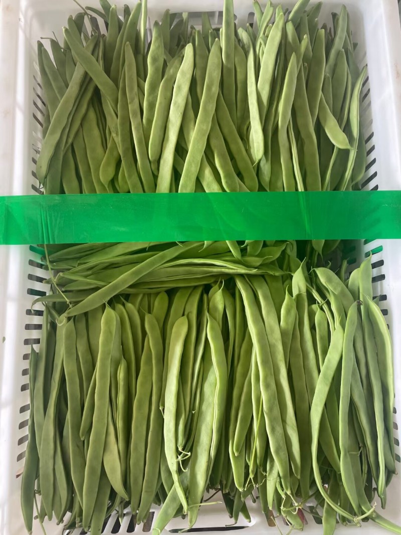 绿旺扁豆种子三扁扁豆青绿架芸豆春秋抗病高产豆角蔬菜种籽孑