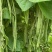 绿旺扁豆种子三扁扁豆青绿架芸豆春秋抗病高产豆角蔬菜种籽孑