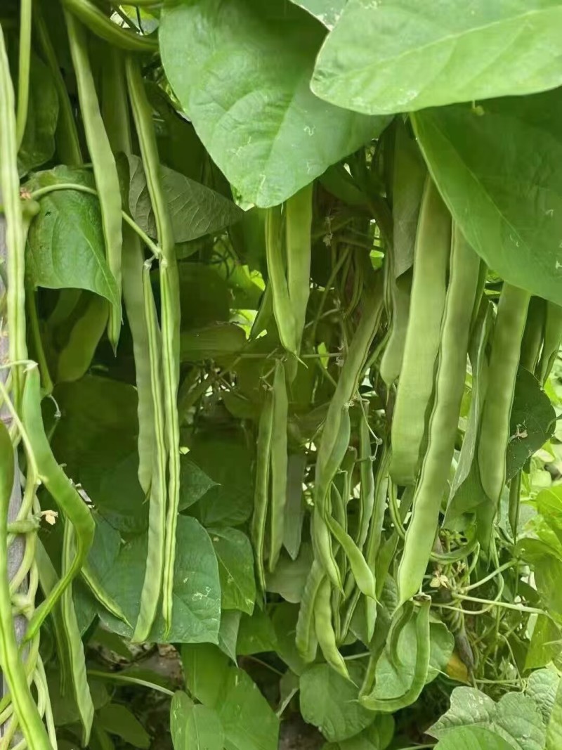 绿旺扁豆种子三扁扁豆青绿架芸豆春秋抗病高产豆角蔬菜种籽孑
