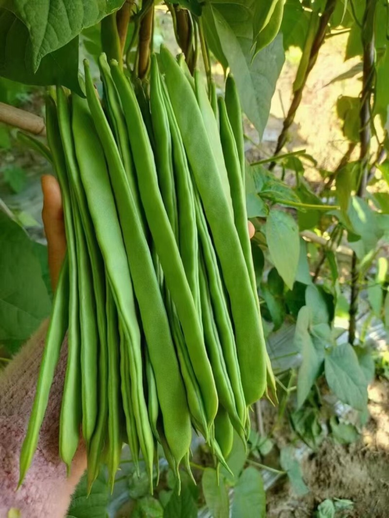 绿旺扁豆种子三扁扁豆青绿架芸豆春秋抗病高产豆角蔬菜种籽孑