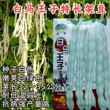 白马王子架豆种子无筋四季豆春秋白绿荚特长耐低温高产豆角种