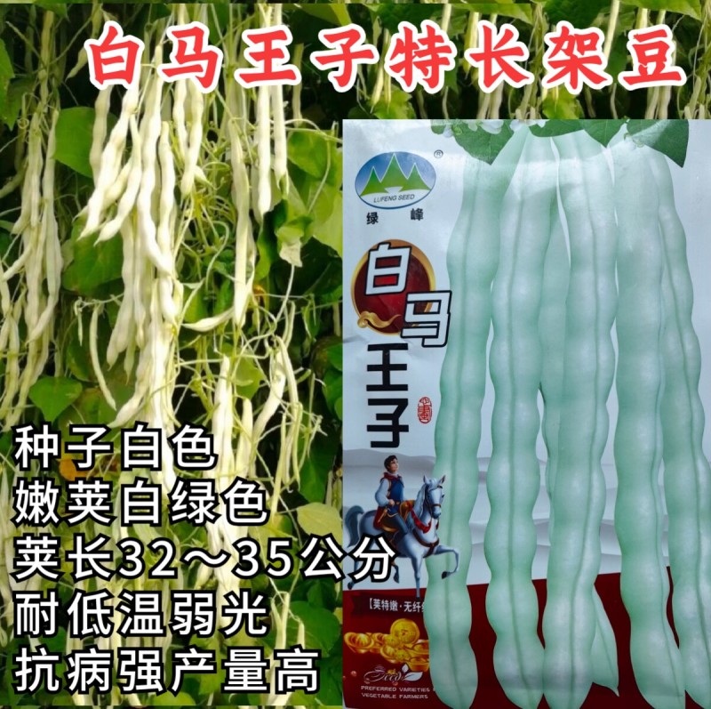 白马王子架豆种子无筋四季豆春秋白绿荚特长耐低温高产豆角种
