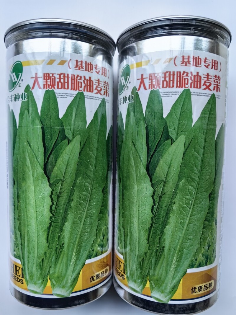 大颗甜脆油麦菜种子耐热耐寒四季无斑香油麦菜种子籽孑基地用