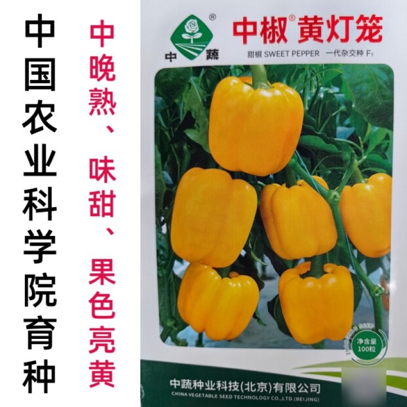 彩椒种子黄色甜椒种子中椒黄灯笼辣椒黄皮柿子椒方椒种子籽孑