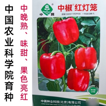 彩色红色甜椒种子中椒红灯笼辣椒种籽阳台四季菜椒灯笼椒孑子
