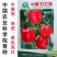 彩色红色甜椒种子中椒红灯笼辣椒种籽阳台四季菜椒灯笼椒孑子