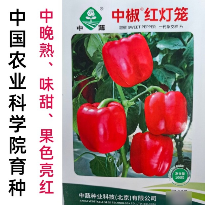 彩色红色甜椒种子中椒红灯笼辣椒种籽阳台四季菜椒灯笼椒孑子