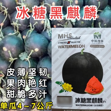 冰糖黑麒麟西瓜种子黑皮大红瓤甜脆多汁懒汉高产黑西瓜种子籽