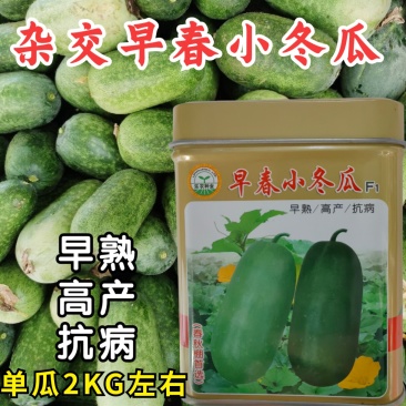 早春小冬瓜种子杂交粉皮白皮小冬瓜迷你冬瓜水果冬瓜种子籽孑