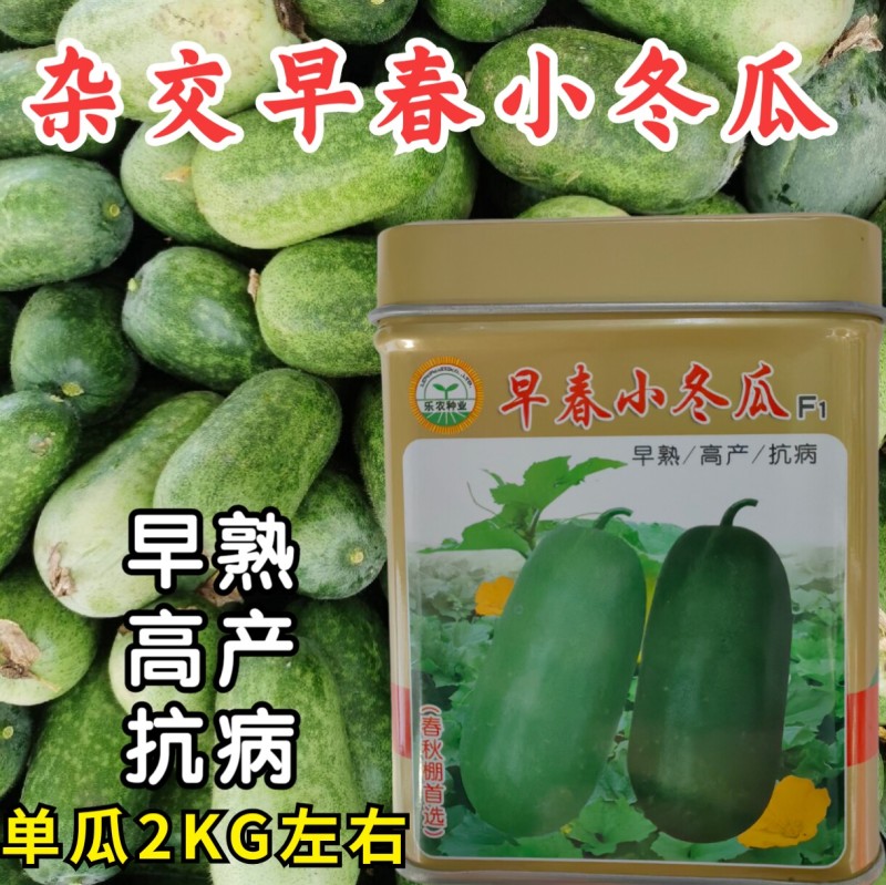早春小冬瓜种子杂交粉皮白皮小冬瓜迷你冬瓜水果冬瓜种子籽孑