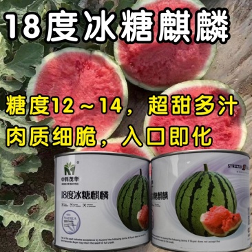 超甜18度冰糖麒麟西瓜种子超8424甜脆多汁耐裂薄皮西瓜