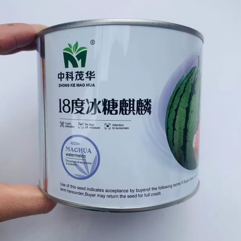 超甜18度冰糖麒麟西瓜种子超8424甜脆多汁耐裂薄皮西瓜