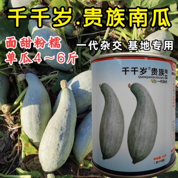 千千岁贵族南瓜种子杂交甘甜粉糯面板栗南瓜新疆丑瓜种子籽孑