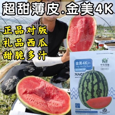 金美4K西瓜种子中小型礼品西瓜种籽红瓤甜脆超甜薄皮吊瓜