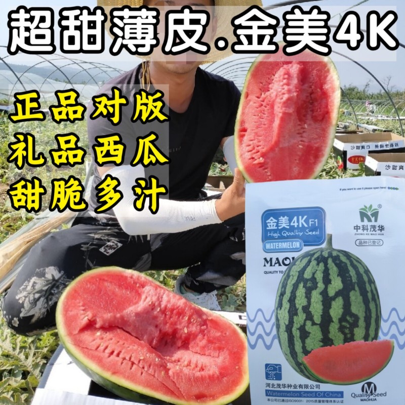 金美4K西瓜种子中小型礼品西瓜种籽红瓤甜脆超甜薄皮吊瓜
