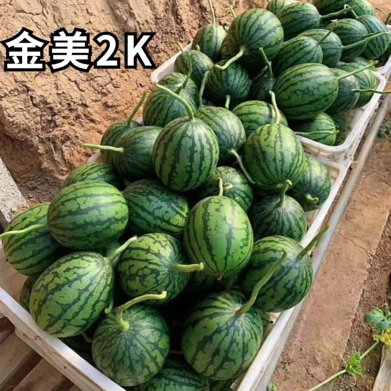 2K西瓜种子礼品小西瓜小糖丸皮薄沙瓤耐裂超甜吊瓜西瓜种子