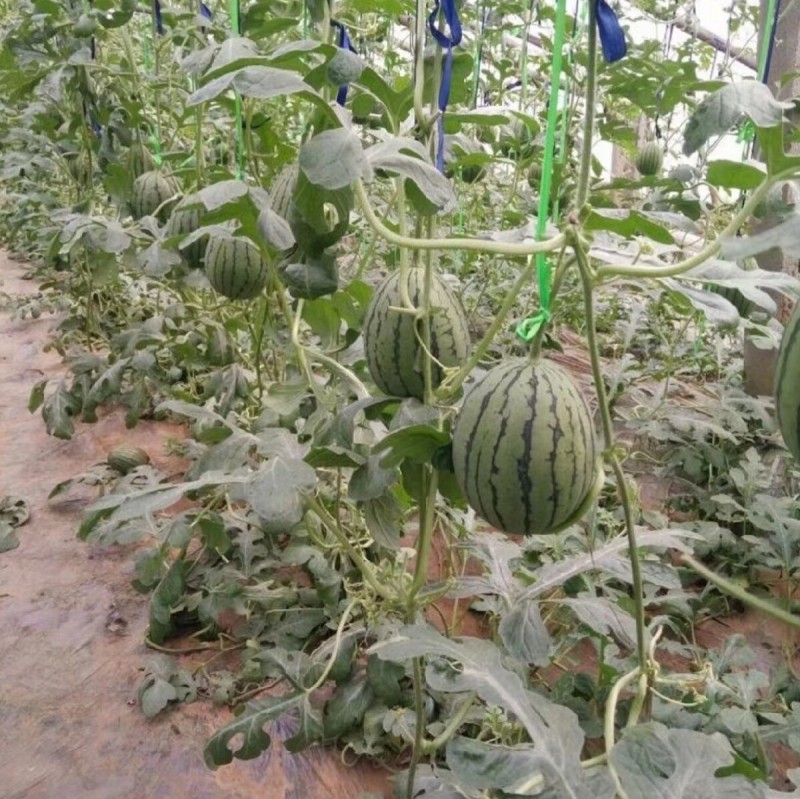 2K西瓜种子礼品小西瓜小糖丸皮薄沙瓤耐裂超甜吊瓜西瓜种子