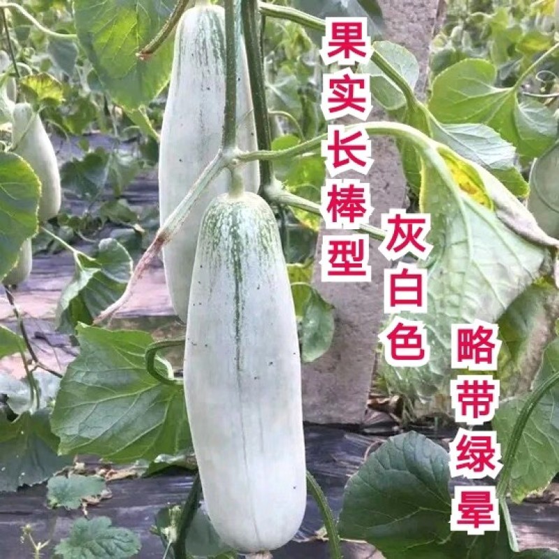 中科T61甜瓜种子超甜羊角蜜种籽甜脆酥甜博洋甜瓜种子
