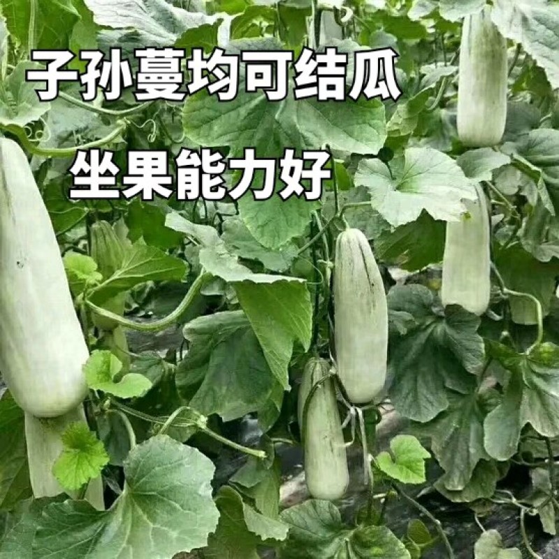 中科T61甜瓜种子超甜羊角蜜种籽甜脆酥甜博洋甜瓜种子