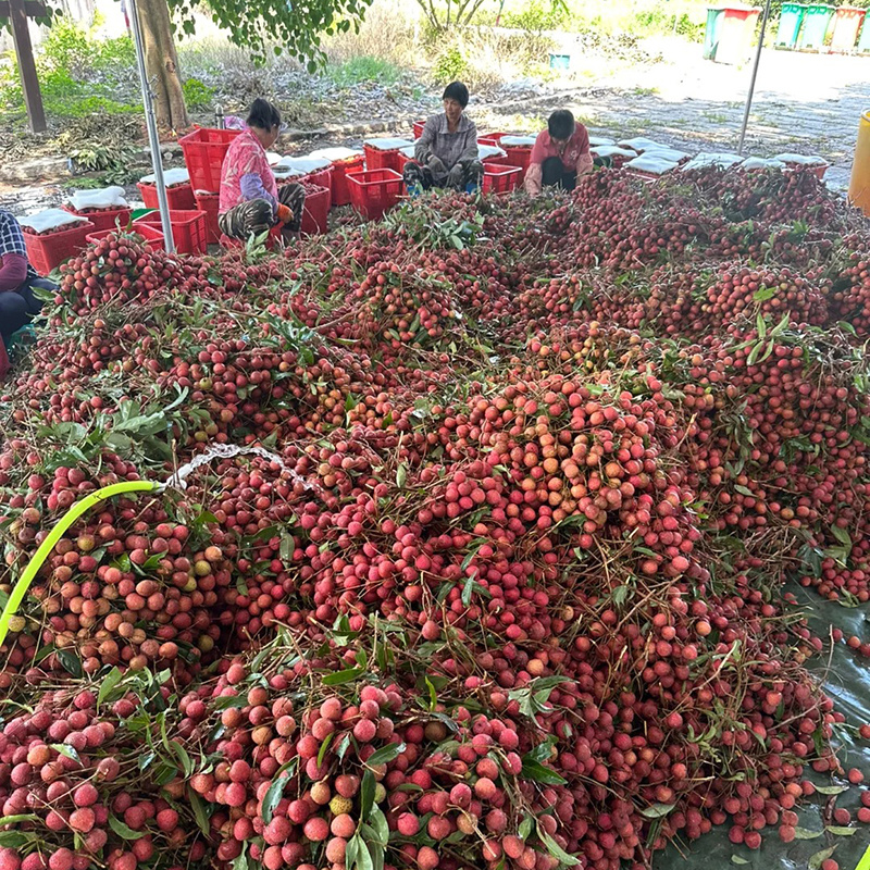 广东高州电白黑叶荔枝市场批发新鲜直达一件代发电商平台
