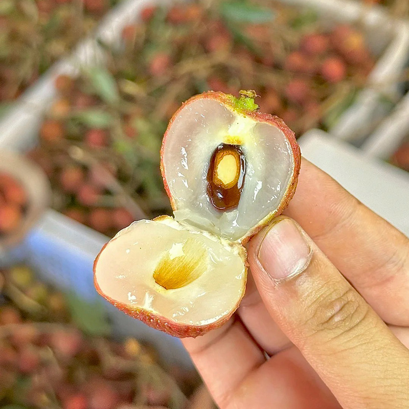 广东高州电白黑叶荔枝市场批发新鲜直达一件代发电商平台