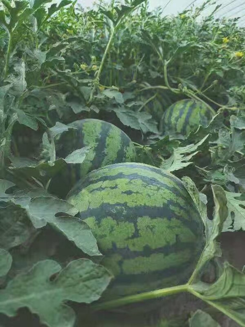 金美都西瓜种子皮薄耐裂中早熟薄皮红瓤圆形高纯甜8424