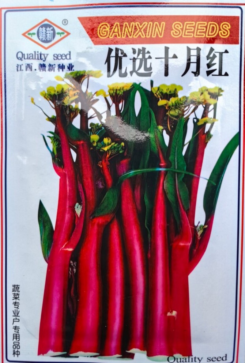 十月红菜苔种子种籽紫广东菜心紫菜苔四季增城迟蔬菜孑菜籽