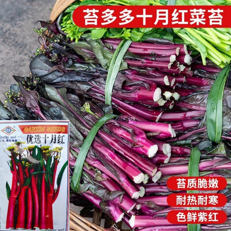 十月红菜苔种子种籽紫广东菜心紫菜苔四季增城迟蔬菜孑菜籽