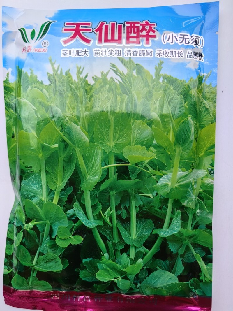 豌豆尖种子豌豆苗四川香豌豆尖苗种子籽水培芽苗菜秋季蔬菜种