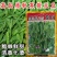 软荚荷兰豆种子大荚香甜荷兰豆种子籽孑春秋播食荚菜豌豆种子