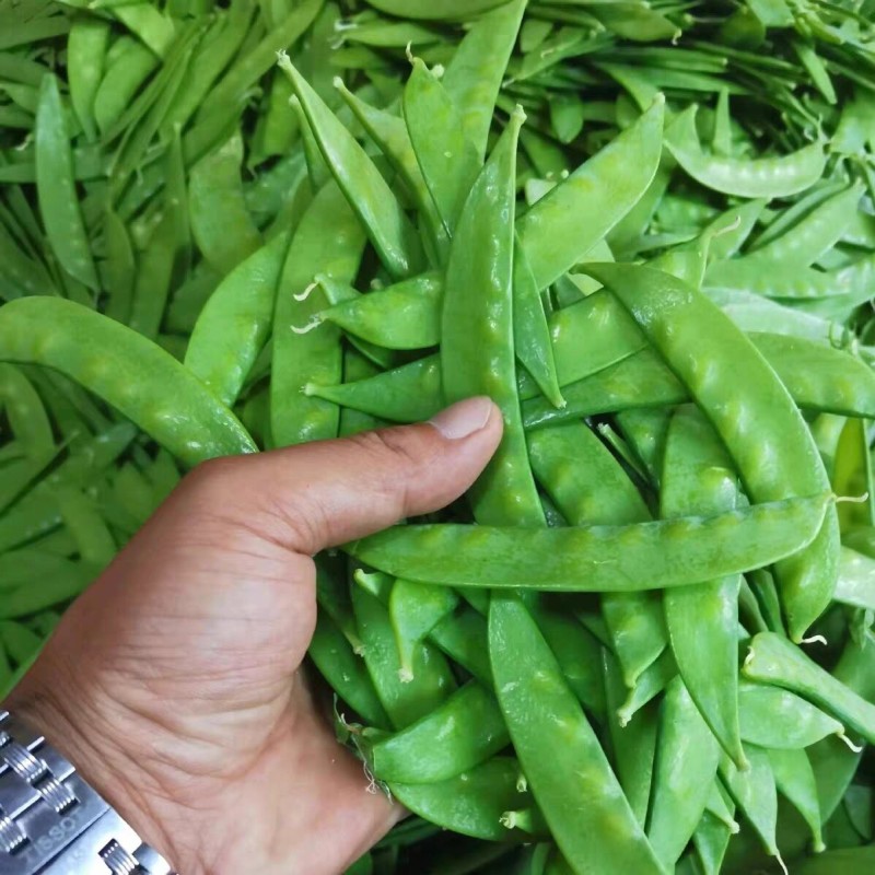 软荚荷兰豆种子大荚香甜荷兰豆种子籽孑春秋播食荚菜豌豆种子