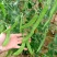 软荚荷兰豆种子大荚香甜荷兰豆种子籽孑春秋播食荚菜豌豆种子