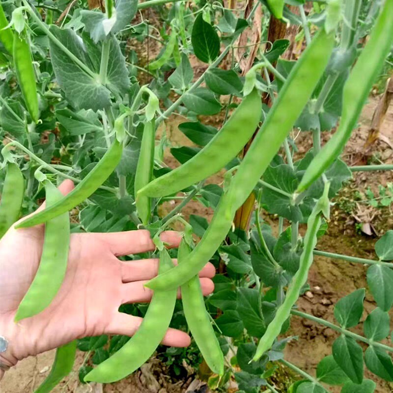 软荚荷兰豆种子大荚香甜荷兰豆种子籽孑春秋播食荚菜豌豆种子