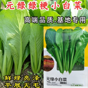 元绿小白菜种子绿帮绿梗叶快菜耐热越夏速生小白菜四季蔬菜种