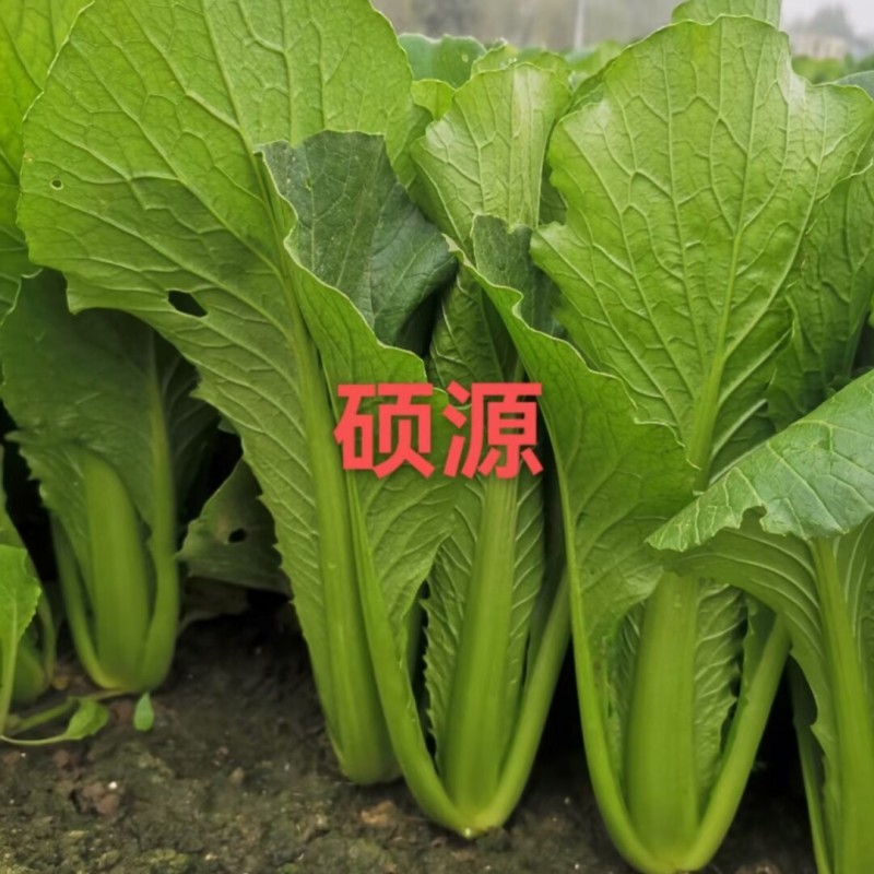 元绿小白菜种子绿帮绿梗叶快菜耐热越夏速生小白菜四季蔬菜种