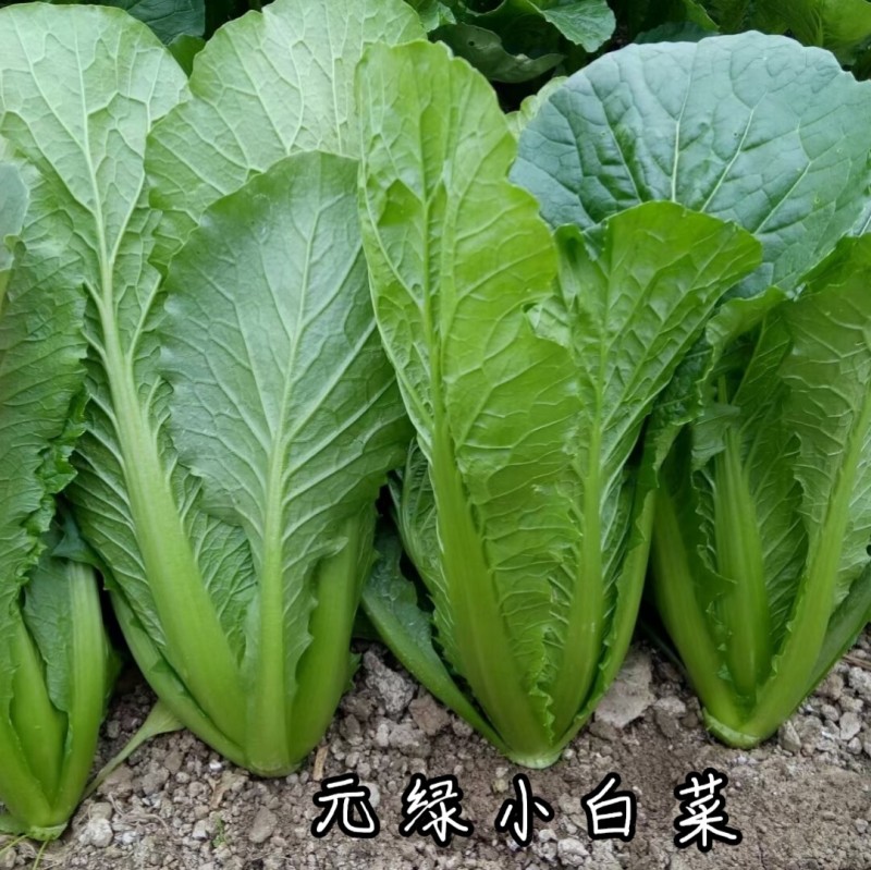 元绿小白菜种子绿帮绿梗叶快菜耐热越夏速生小白菜四季蔬菜种